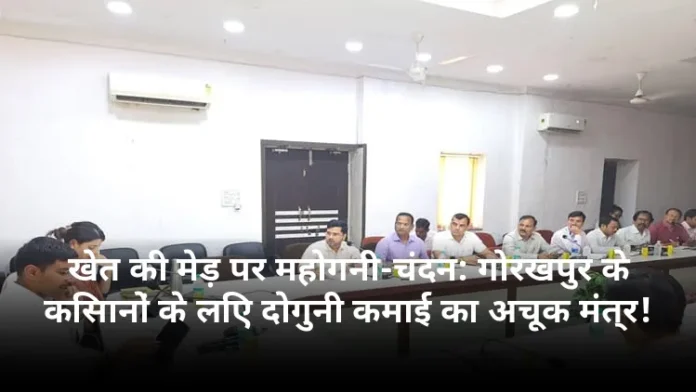 खेत की मेड़ पर महोगनी-चंदन: गोरखपुर के किसानों के लिए दोगुनी कमाई का अचूक मंत्र!