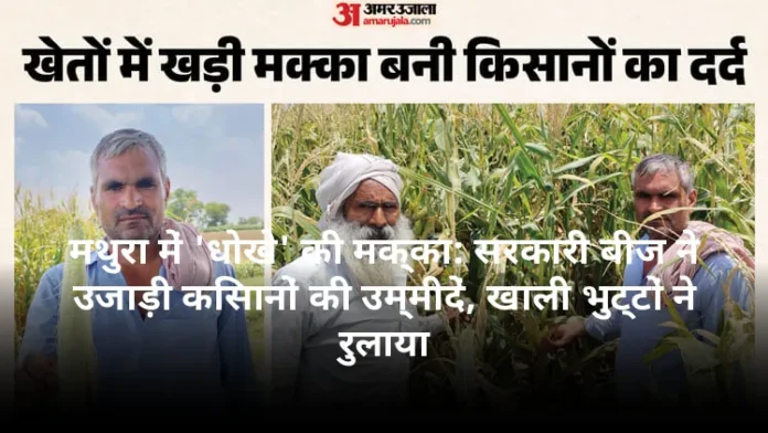 मथुरा में 'धोखे' की मक्का: सरकारी बीज ने उजाड़ी किसानों की उम्मीदें, खाली भुट्टों ने रुलाया