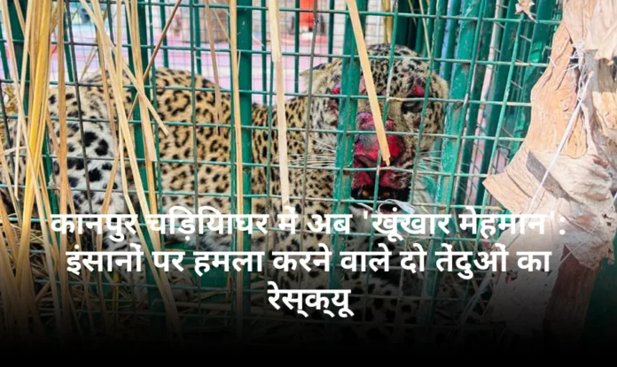 कानपुर चिड़ियाघर में अब 'खूंखार मेहमान': इंसानों पर हमला करने वाले दो तेंदुओं का रेस्क्यू