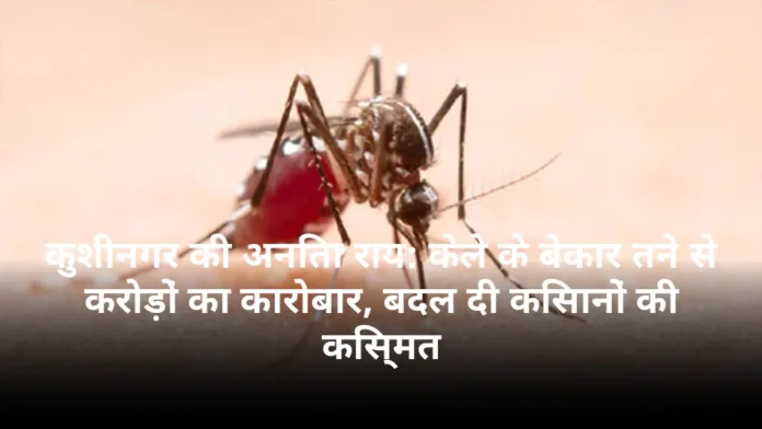 कुशीनगर की अनिता राय: केले के बेकार तने से करोड़ों का कारोबार, बदल दी किसानों की किस्मत